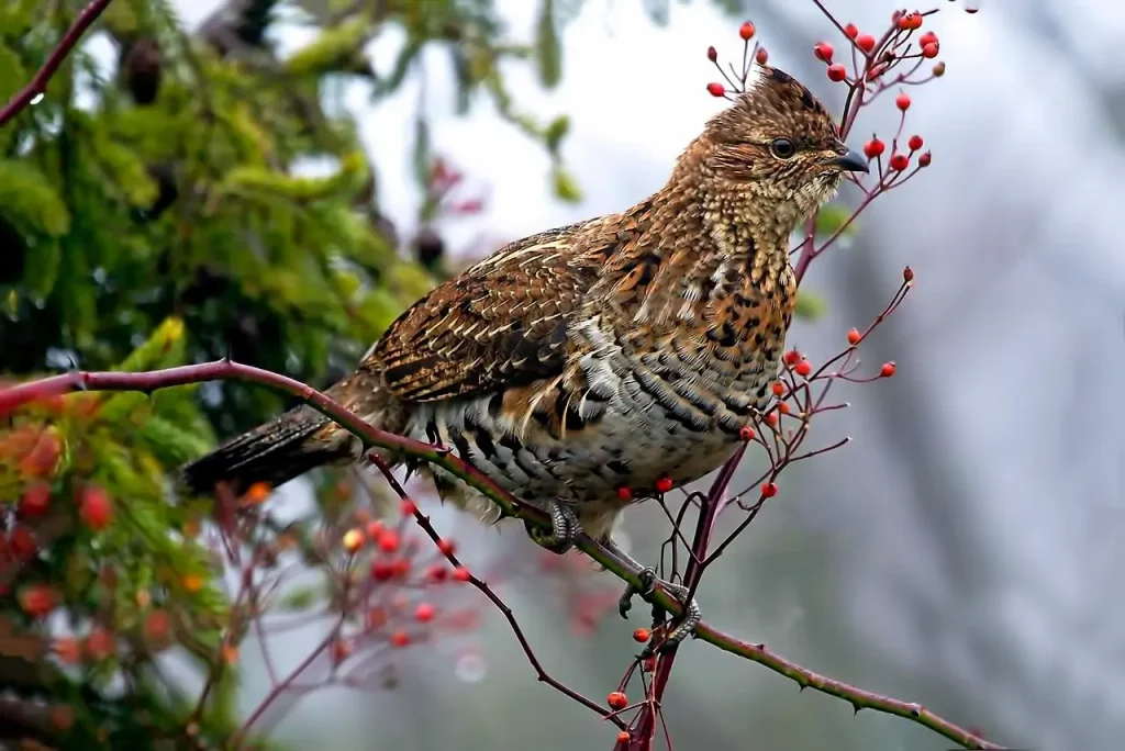 Ruffed Grouse Perched on a Branch 