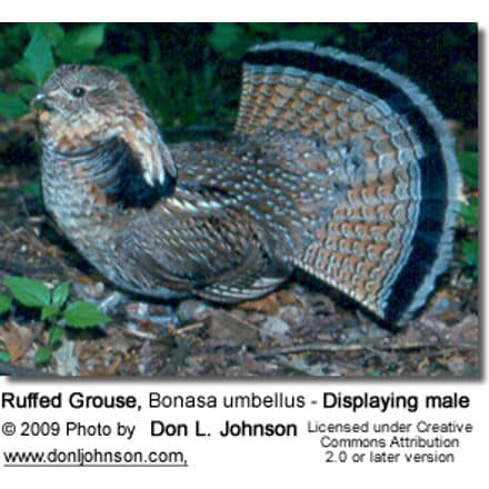 Ruffed Grouse, Bonasa umbellus - Displaying male