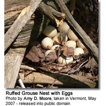 Ruffed Grouse Nest with Eggs