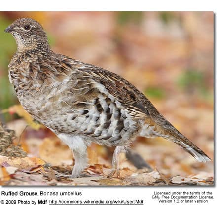 Ruffed Grouse (Bonasa umbellus) Information