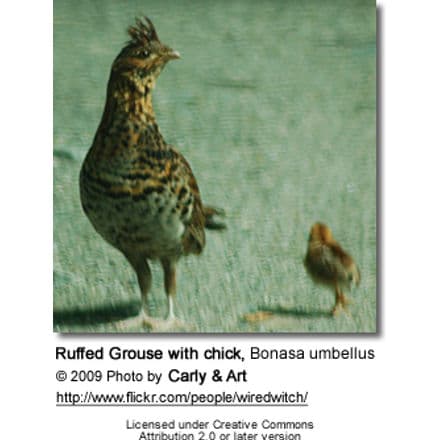 Ruffed Grouse with chick