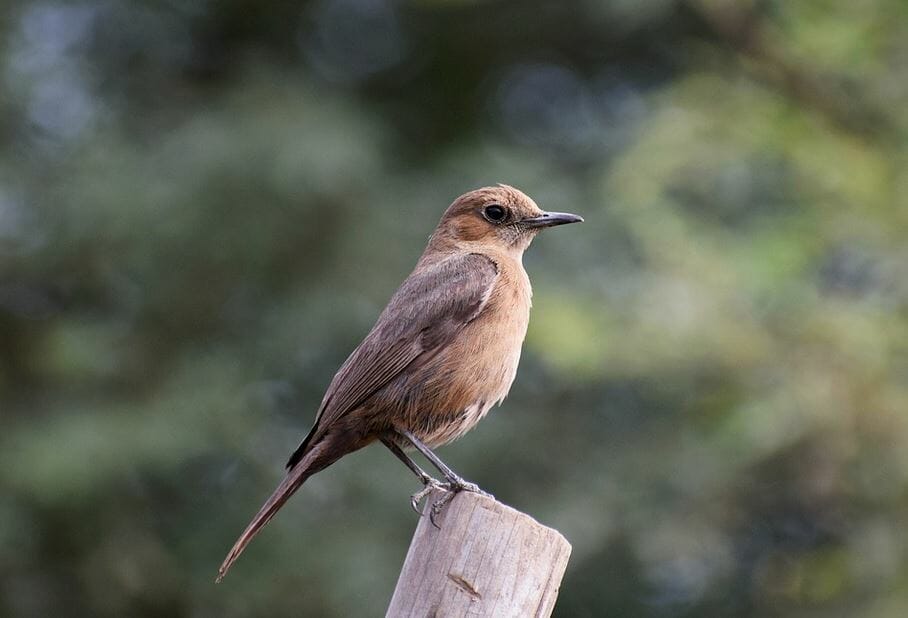 A small brown bird with a slender beak, possibly one of the Rufous Bush Robins, sits perched on a wooden post against a blurred natural background of green foliage. The bird is facing left, and its feathers appear smooth.