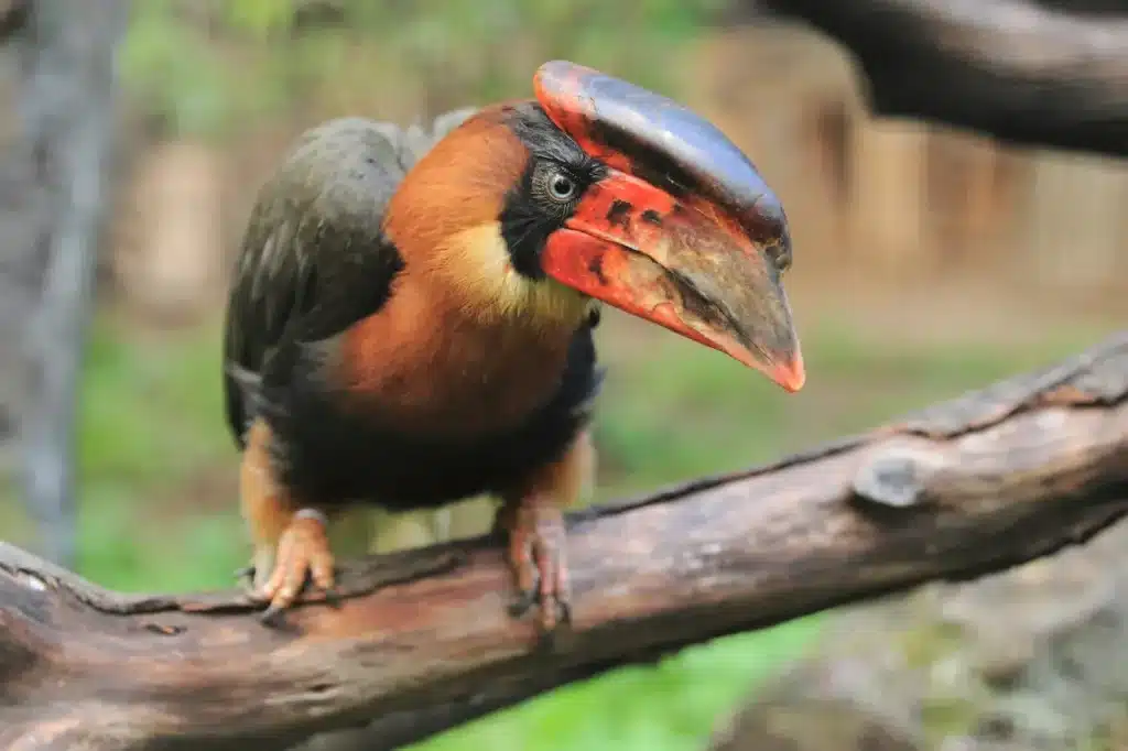 Rufous Hornbill