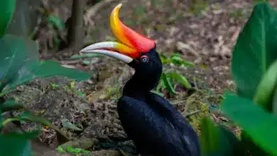 The Rufous Hornbill On the Ground