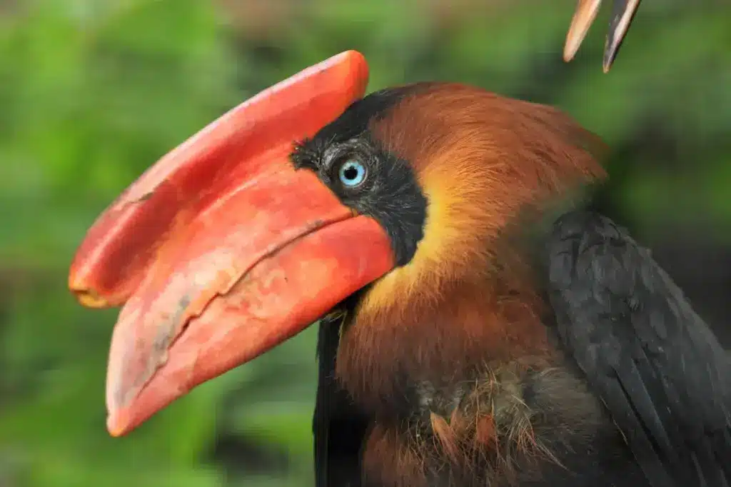 Closeup Image of Rufous Hornbill 