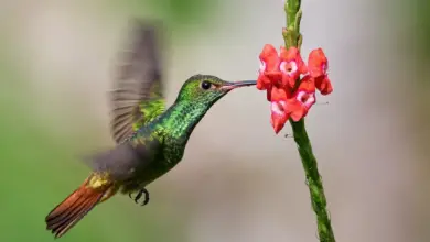 The Rufous Hummingbird Eating