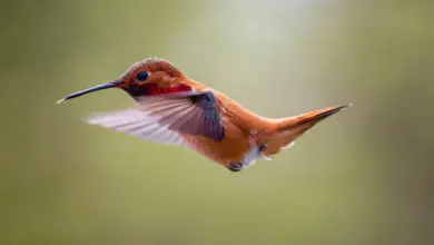 The Rufous Hummingbirds Is On Flight Looking For Prey