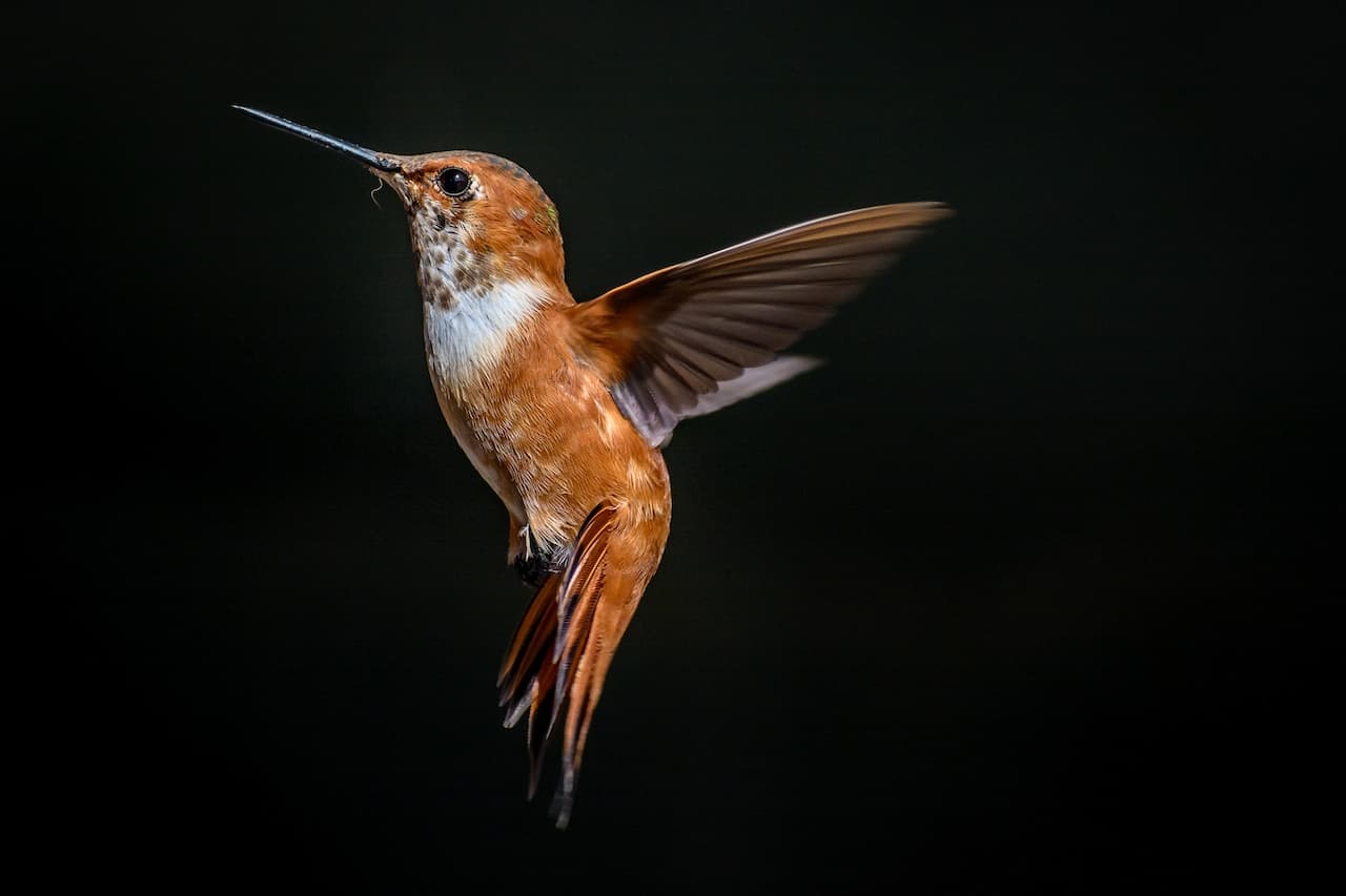 A Rufous Hummingbirds flying in the air.