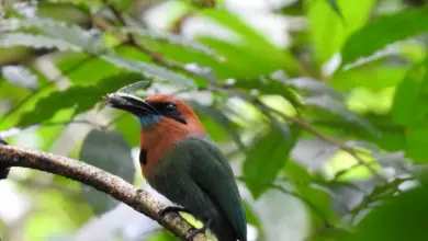 The Rufous Motmot on the Tree