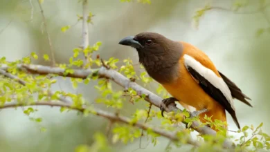Rufous Treepies