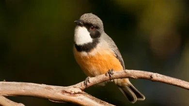 Rufous Whistler Australian Whistlers