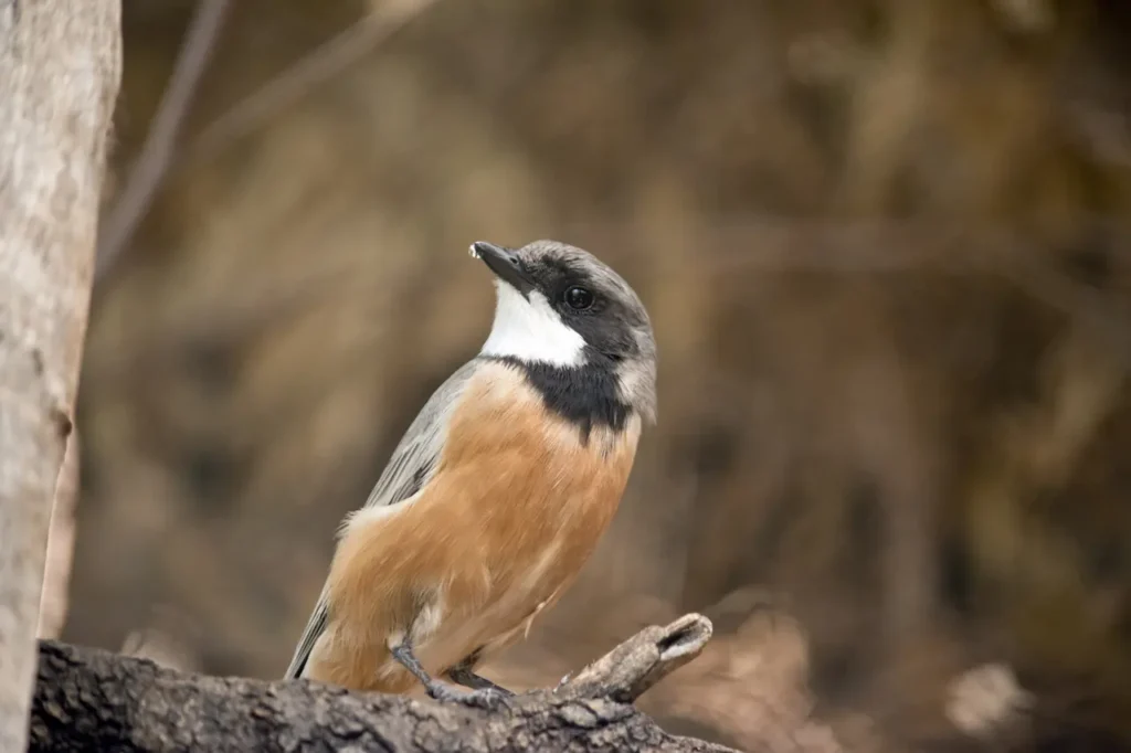 Rufous Whistlers