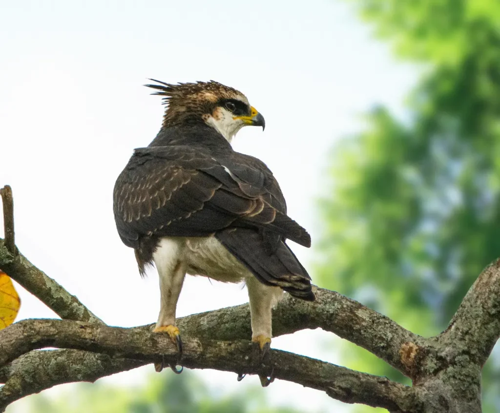 Rufous-bellied Eagles 