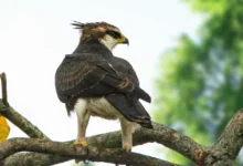 Rufous-bellied Eagles