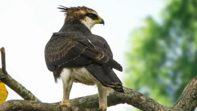Rufous-bellied Eagles