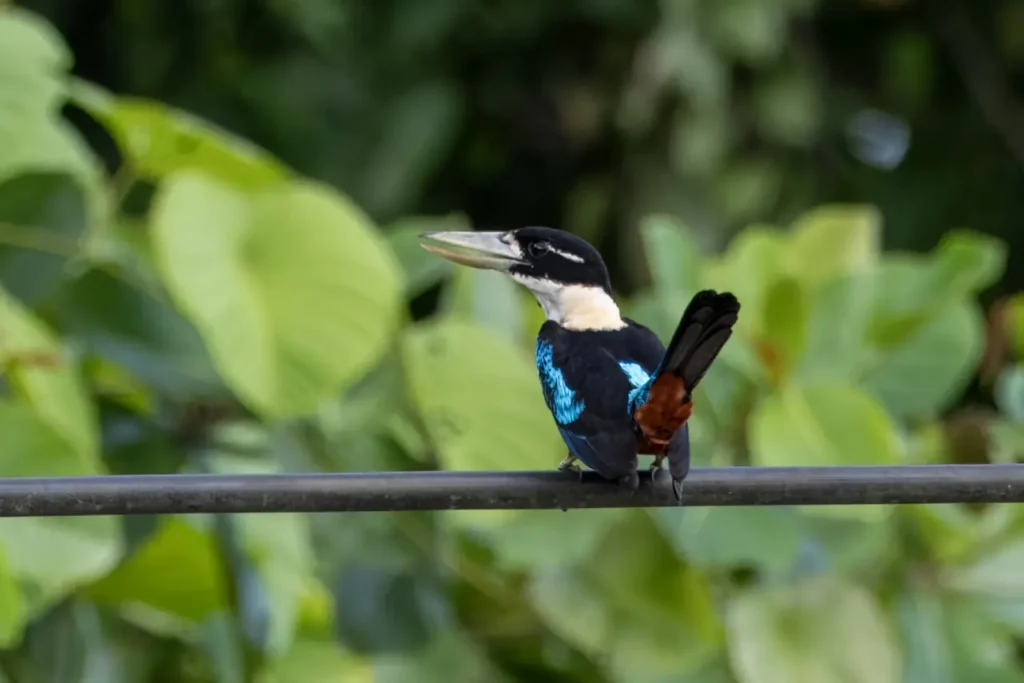 Rufous-bellied Kookaburra 
