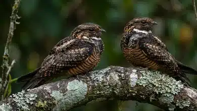 Rufous-bellied Nighthawks (Lurocalis rufiventris)