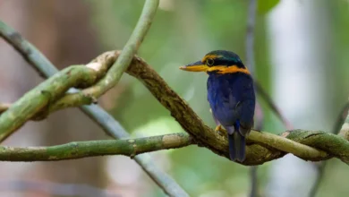 Rufous-collared Kingfishers