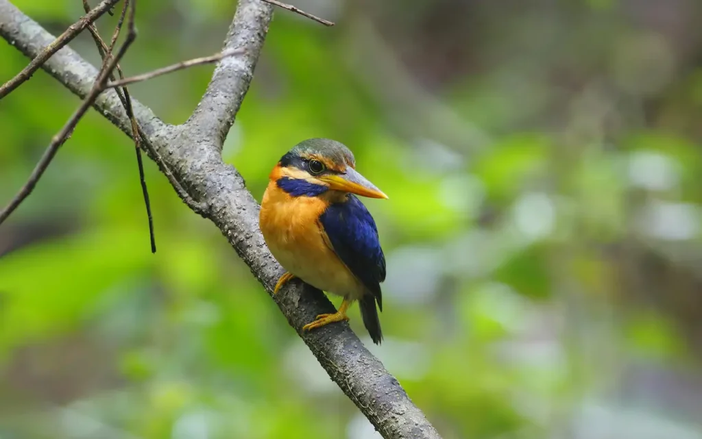Rufous-collared Kingfishers Image 