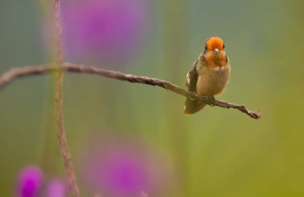 Rufous-crested Coquettes