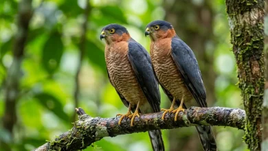 Rufous-necked Sparrowhawks (Accipiter erythrauchen)
