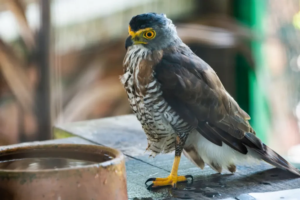 Rufous-thighed Hawks
