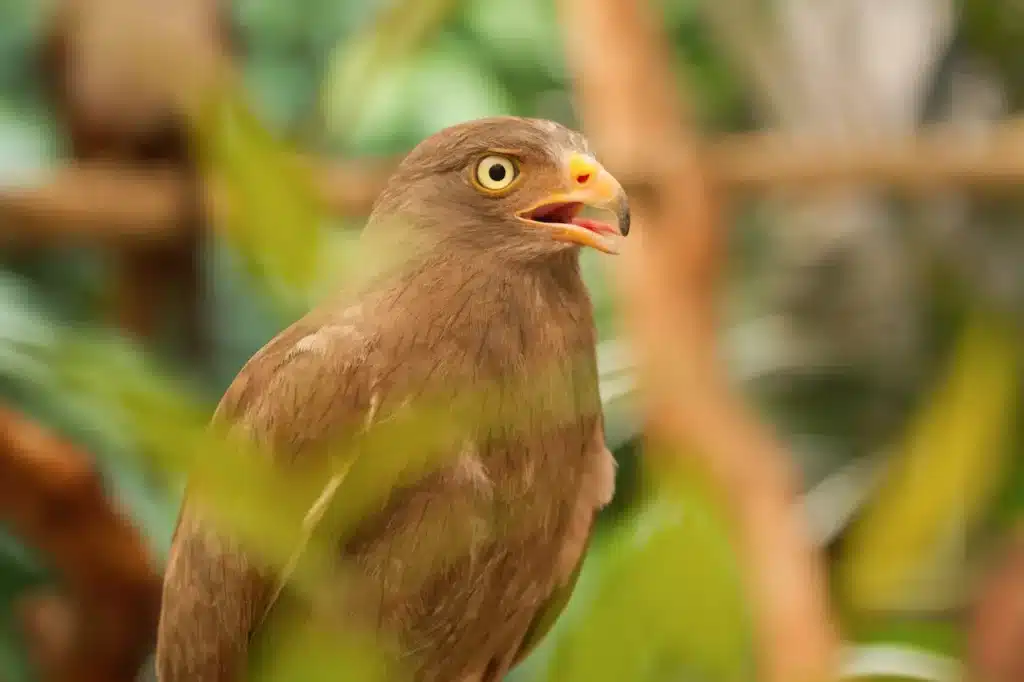 Rufous-winged Buzzards 