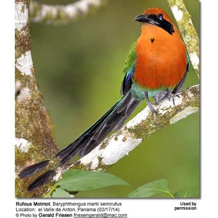 Rufous Motmots (Baryphthengus martii) - also known as Martin's Rufous Motmots