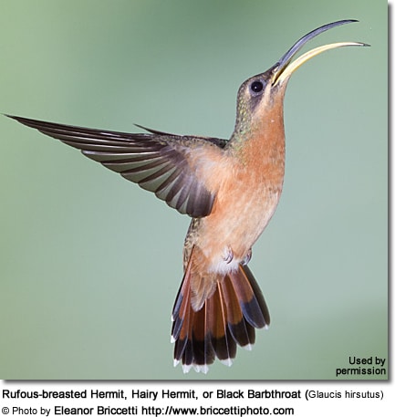 Rufous-breasted Hermit, Hairy Hermit or Black Barbthroat (Glaucis hirsutus)