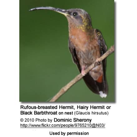 Rufous-breasted Hermit, Hairy Hermit or Black Barbthroat on nest (Glaucis hirsutus)