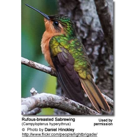 Rufous-breasted Sabrewing (Campylopterus hyperythrus) 