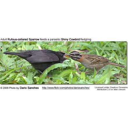 Adult Rufous-collared Sparrow feeds a parasitic Shiny Cowbird fledgling