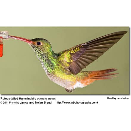 Rufous-tailed Hummingbird2