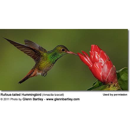 Rufous-tailed Hummingbird (Amazilia tzacatl) - feeding on nectar