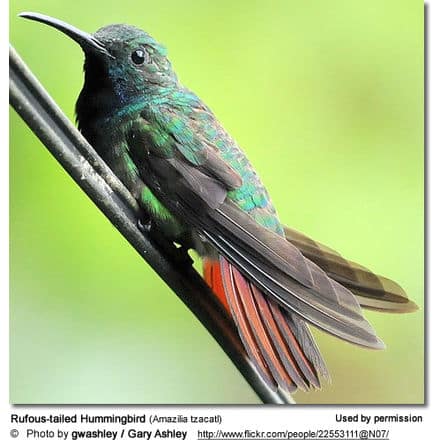 Rufous-tailed Hummingbird (Amazilia tzacatl)