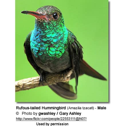 Rufous-tailed Hummingbird (Amazilia tzacatl) - Male