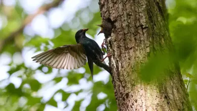 The Rusty-winged Starling Having Fight With Another
