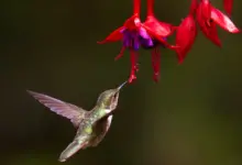 Ruys' Bird Of Paradise Eating The Flower