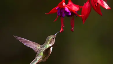 A Bird Eating The Flower