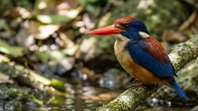 Ryukyu Kingfishers