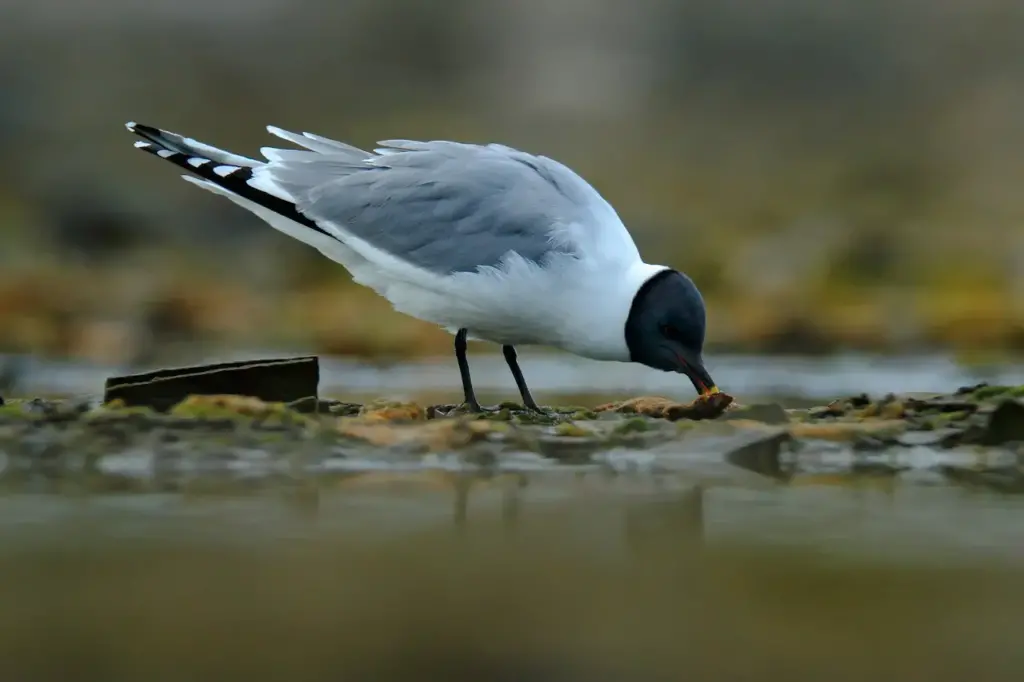 A Sabine's Gulls Eating on Ground