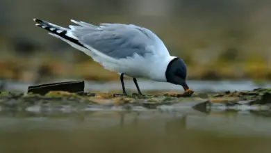 A Sabine's Gulls Eating on Ground