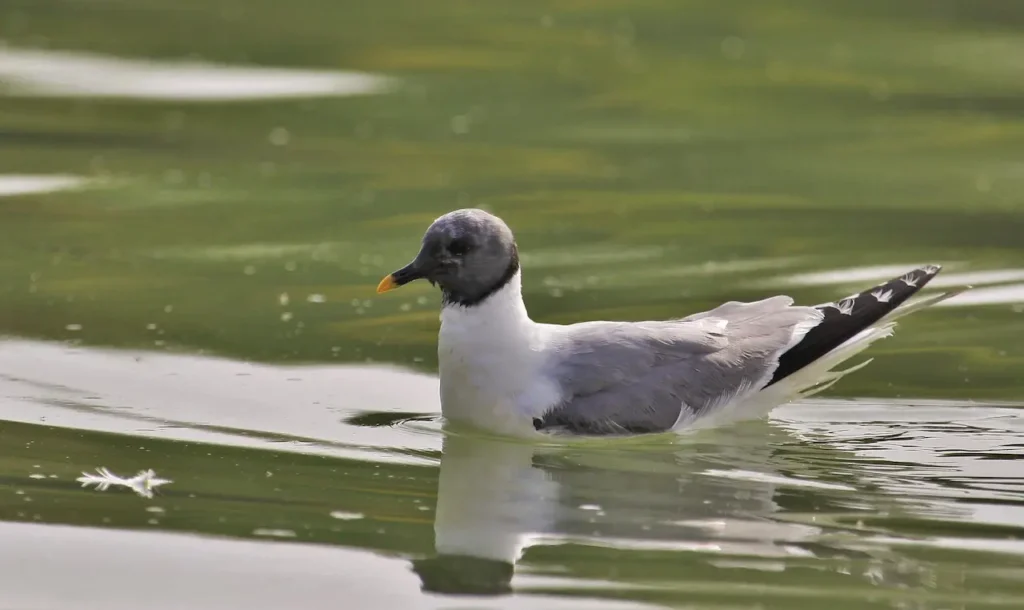 Sabine's Gulls floats above the water 