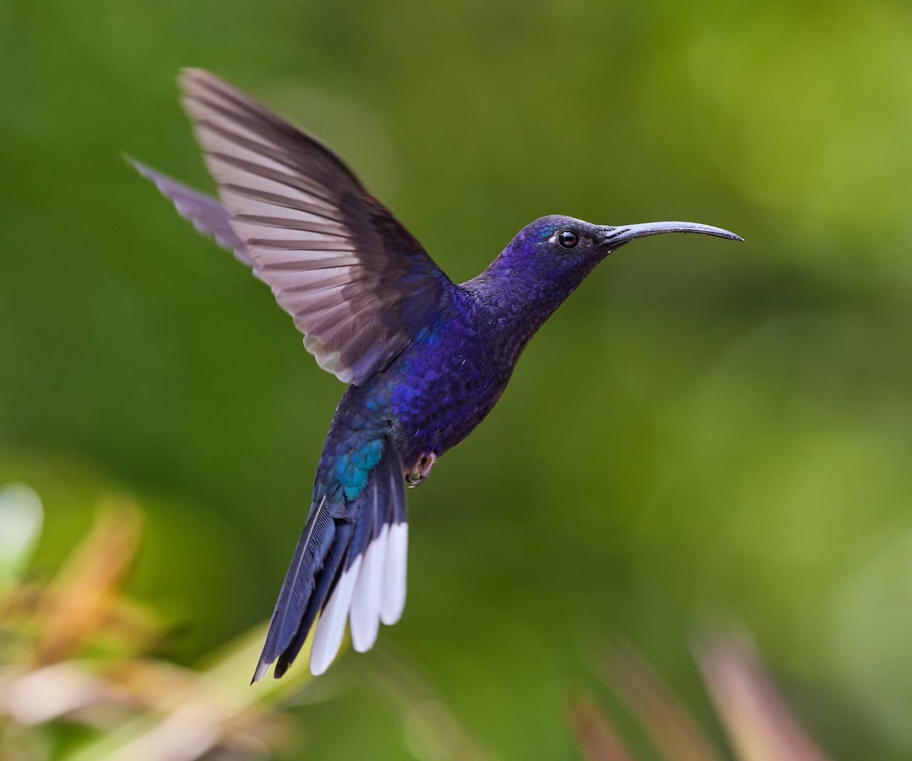 A blue green Sabrewing Hummingbird flying in the forest.