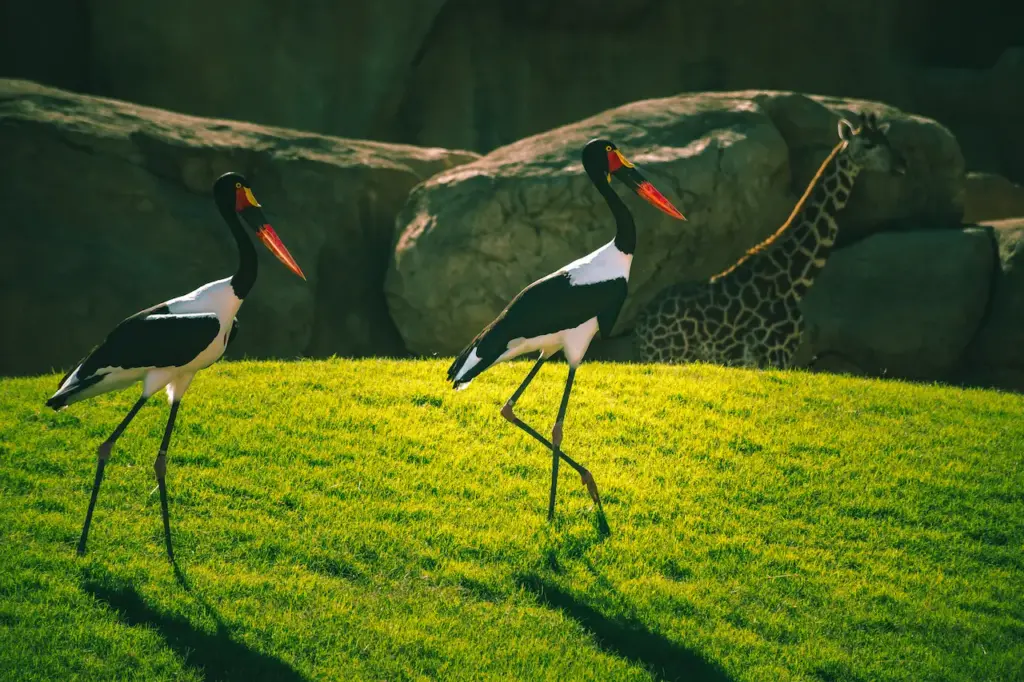 Two Saddle-billed Storks On Green Grass