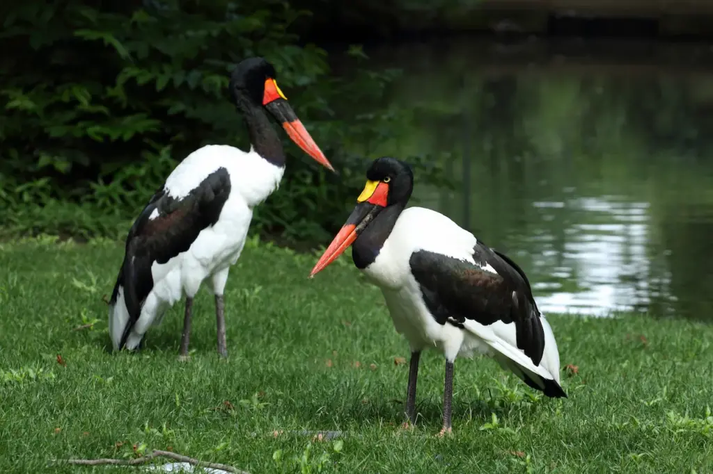 Two Saddle-billed Storks Near The Water
