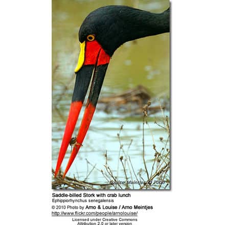 Saddle-billed Stork with crab lunch