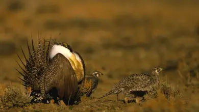 Two Sage-grouse on The Field