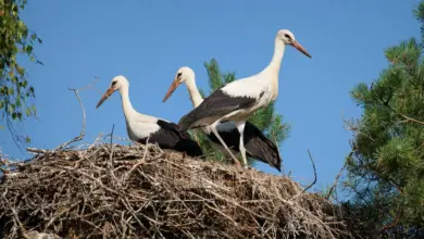 Three White Storks on the Nest Saint Helena Birds