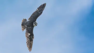 The Saker Falcon Flying